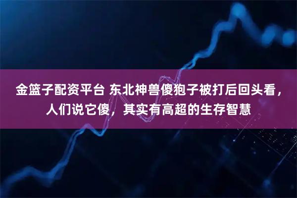 金篮子配资平台 东北神兽傻狍子被打后回头看,人们说它傻,其实有高超的生存智慧